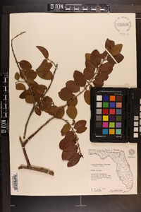 Krugiodendron ferreum image