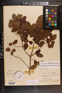 Krugiodendron ferreum image