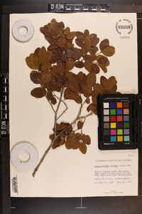 Krugiodendron ferreum image