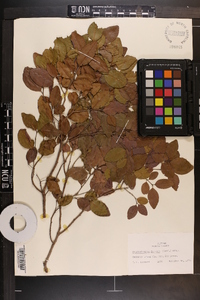 Krugiodendron ferreum image