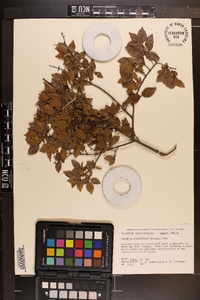 Sageretia minutiflora image