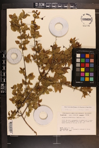 Sageretia minutiflora image