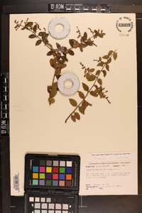 Sageretia minutiflora image