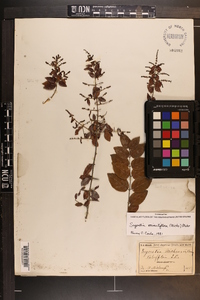 Sageretia minutiflora image