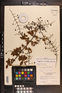 Sageretia minutiflora image