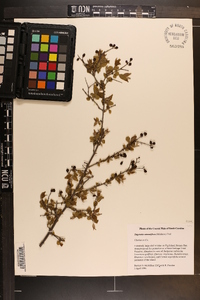 Sageretia minutiflora image