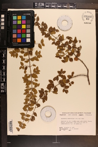 Sageretia minutiflora image