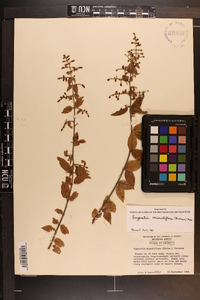 Sageretia minutiflora image