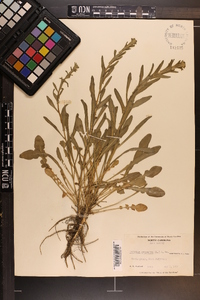 Lepidium campestre image