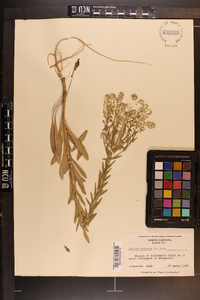 Lepidium campestre image