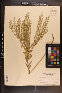 Lepidium campestre image