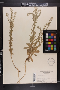 Lepidium campestre image