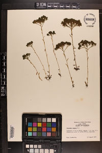 Polygala ramosa image