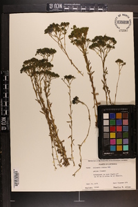 Polygala ramosa image