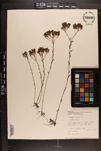 Polygala ramosa image