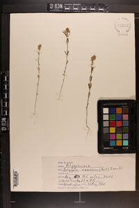 Polygala ramosior image