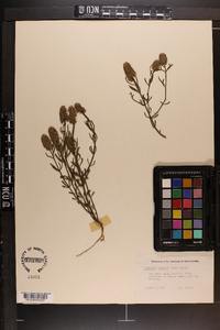 Polygala ramosior image