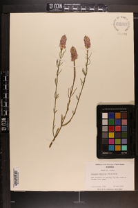 Polygala ramosior image