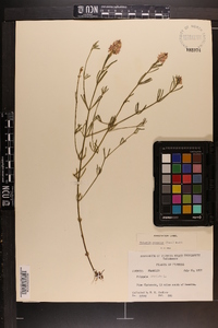 Polygala ramosior image