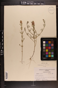 Polygala ramosior image