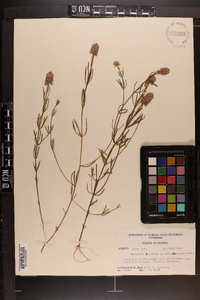 Polygala ramosior image