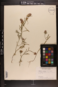 Polygala ramosior image