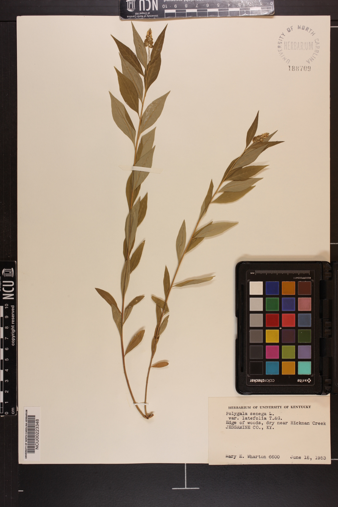 Polygala senega var. latifolia image