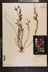 Polygala senega image