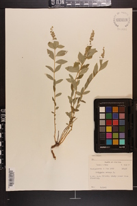 Polygala senega image