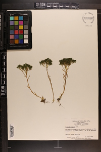 Polygala ramosa image