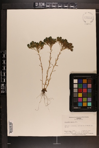 Polygala ramosa image