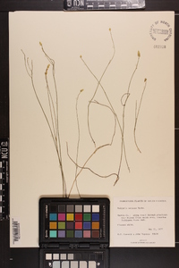 Polygala setacea image