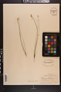 Polygala setacea image