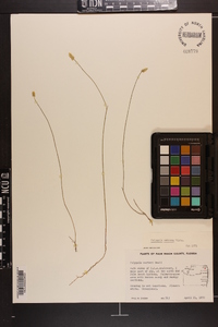 Polygala setacea image