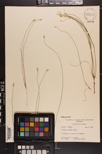 Polygala setacea image