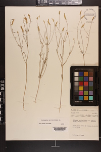 Polygala verticillata image