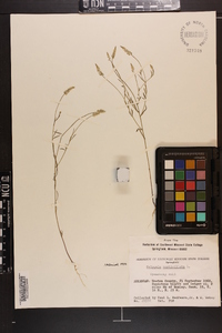 Polygala verticillata image