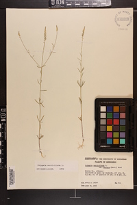 Polygala verticillata image