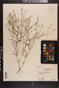 Polygala verticillata image