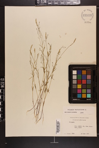 Polygala verticillata image