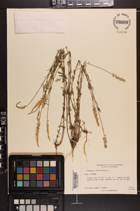 Polygala verticillata image