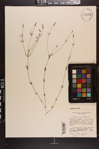 Polygala verticillata image