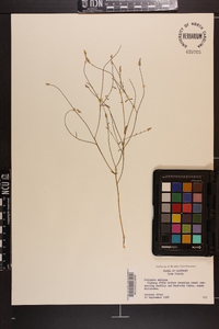 Polygala verticillata image