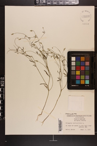 Polygala verticillata image