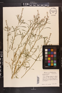 Lepidium sativum image