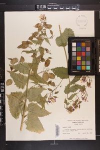 Lunaria annua image