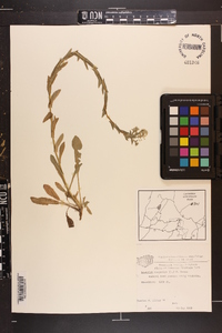 Lepidium campestre image