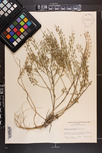 Lepidium campestre image