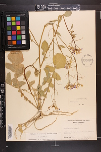 Raphanus raphanistrum image