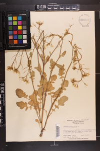 Raphanus raphanistrum image
